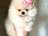 Mi̇ni̇ Boy Di̇şi̇ Pomerani̇an Boo