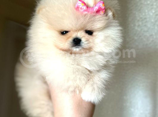 Mi̇ni̇ Boy Di̇şi̇ Pomerani̇an Boo görsel