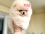 Mi̇ni̇ Boy Di̇şi̇ Pomerani̇an Boo