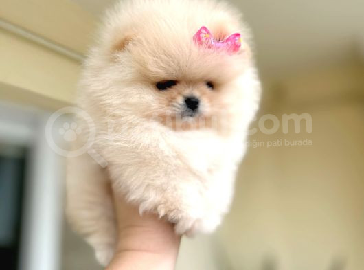 Mi̇ni̇ Boy Di̇şi̇ Pomerani̇an Boo görsel