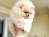 Mi̇ni̇ Boy Di̇şi̇ Pomerani̇an Boo