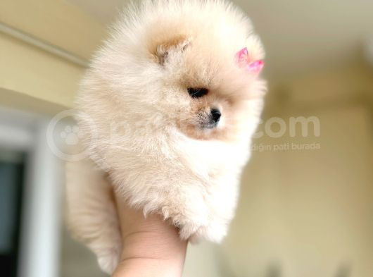 Mi̇ni̇ Boy Di̇şi̇ Pomerani̇an Boo görsel