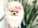 MİNİ BOY DİŞİ POMERANİAN BOO