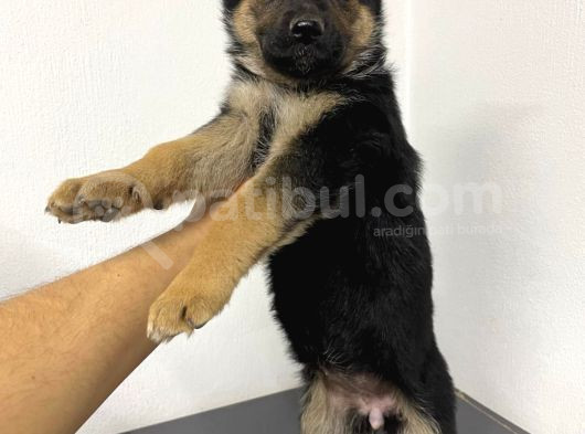Alman Çoban Düşük Bel Yavrular Mevcut görsel