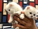 BRİTİSH ANNEDEN BEYAZ mavi gözlü CİNS KEDİ