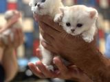 Bri̇ti̇sh Anneden Beyaz Mavi Gözlü Ci̇ns Kedi̇