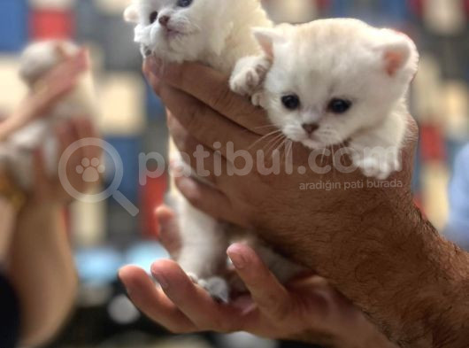 Bri̇ti̇sh Anneden Beyaz Mavi Gözlü Ci̇ns Kedi̇ görsel