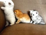 Bri̇ti̇sh Anneden Beyaz Mavi Gözlü Ci̇ns Kedi̇