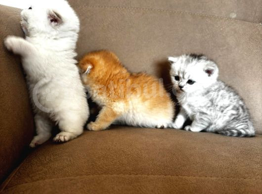 Bri̇ti̇sh Anneden Beyaz Mavi Gözlü Ci̇ns Kedi̇ görsel