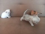 Bri̇ti̇sh Anneden Beyaz Mavi Gözlü Ci̇ns Kedi̇