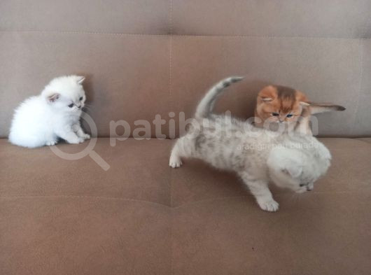 Bri̇ti̇sh Anneden Beyaz Mavi Gözlü Ci̇ns Kedi̇ görsel
