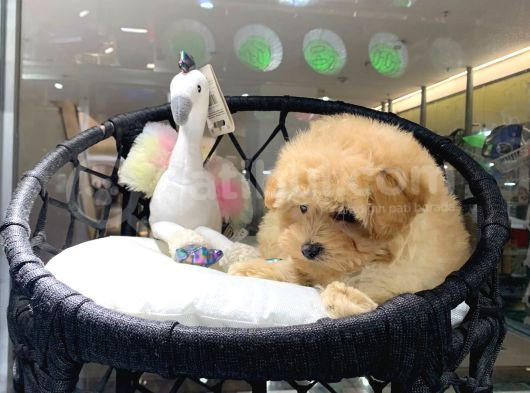 Saf Irk Maltipoo Yavrular Vonalp Pet Mall Of Ist Sube Guvencesiyle