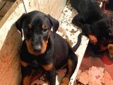 Kaliteli Doberman Bebekler Rezerveye Açıldı