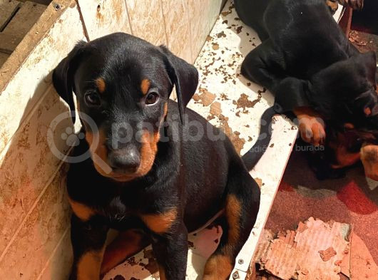 Kaliteli Doberman Bebekler Rezerveye Açıldı görsel