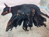 Kaliteli Doberman Bebekler Rezerveye Açıldı