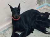 Kaliteli Doberman Bebekler Rezerveye Açıldı