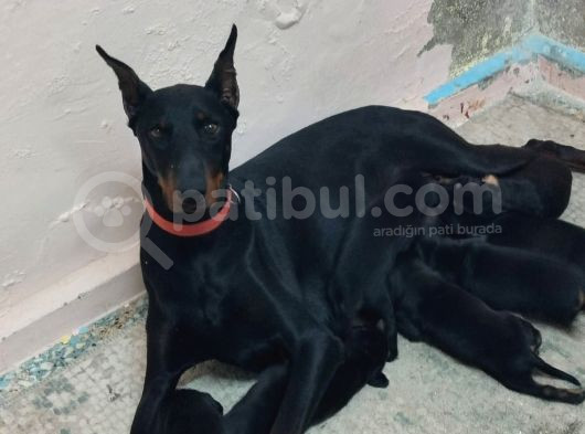 Kaliteli Doberman Bebekler Rezerveye Açıldı