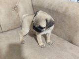 Pug Bebek Sevenlere