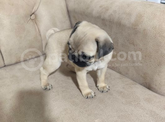 Pug Bebek Sevenlere görsel