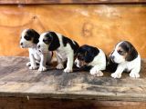 Safkan Beagle Yavrular