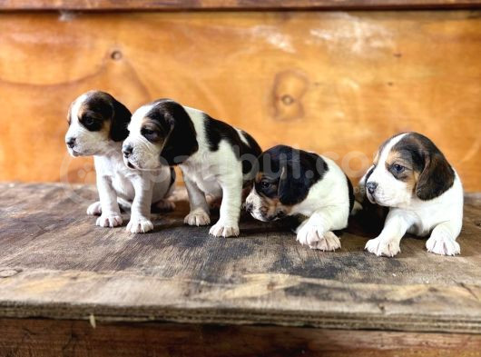 Safkan Beagle Yavrular görsel