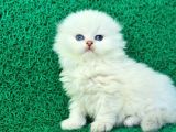 inci Tanemiz NS1133 Silver Scottish Fold Longhair