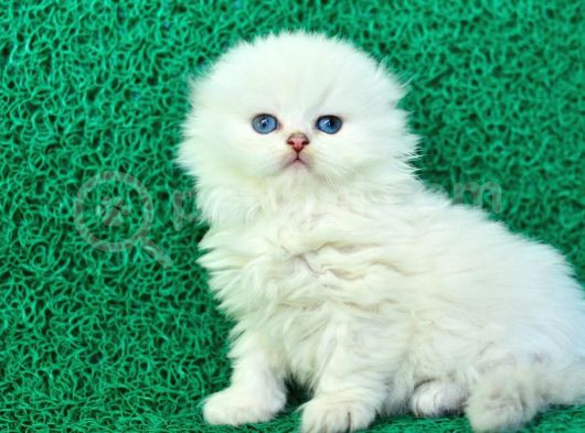 Inci Tanemiz Ns1133 Silver Scottish Fold Longhair