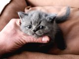 Çok Özel bir Bebek Cüce Kedi
