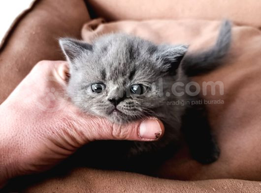 Çok Özel Bir Bebek Cüce Kedi