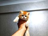 Show kalite orange british shorthair
