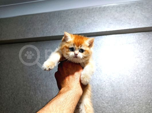 Show Kalite Orange British Shorthair