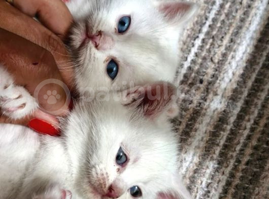 Bembeyaz İki Minik Kalp Sahibini Bekliyor görsel