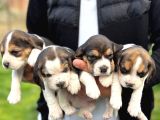 safkan beagle yavrular