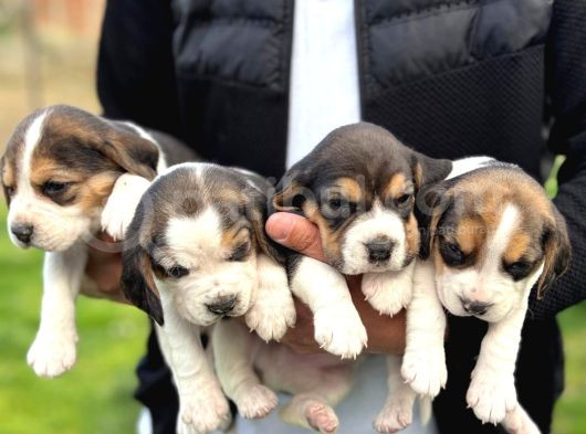 Safkan Beagle Yavrular