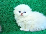 Inci Tanemiz Ns1133 Silver Scottish Fold Longhair