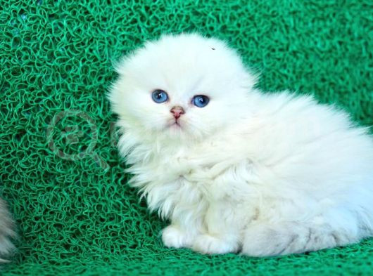 Inci Tanemiz Ns1133 Silver Scottish Fold Longhair görsel