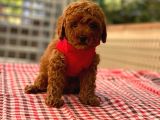 Toy Poodle Orji̇nal Safkan