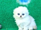 Inci Tanemiz Ns1133 Silver Scottish Fold Longhair