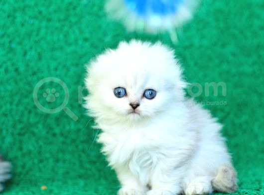 Inci Tanemiz Ns1133 Silver Scottish Fold Longhair görsel