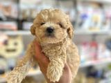 Tüy Dökmeyen Hi̇poalerjeni̇k Teacup Gerçek  Malti̇poo Yavrular