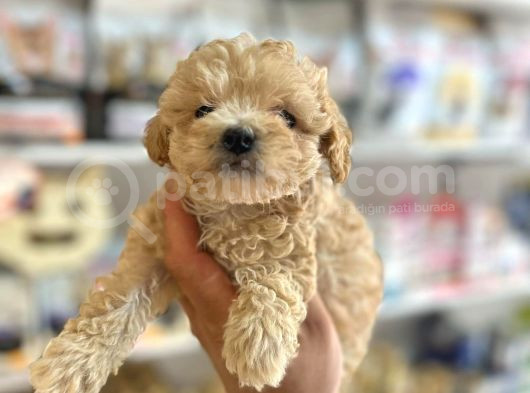 Tüy Dökmeyen Hi̇poalerjeni̇k Teacup Gerçek  Malti̇poo Yavrular görsel