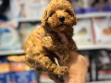 Bi̇blo Güzelli̇ği̇ne Sahi̇p Muhteşem Toy Poodle Yavrular
