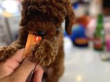 BİBLO GÜZELLİĞİNE SAHİP MUHTEŞEM TOY POODLE YAVRULAR