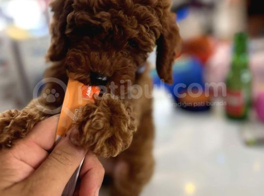 Bi̇blo Güzelli̇ği̇ne Sahi̇p Muhteşem Toy Poodle Yavrular