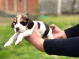 Safkan Beagle Yavrular