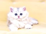 A Kali̇te Orji̇nal Bri̇ti̇sh Longhai̇r Di̇şi̇ Yavrum