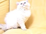 Orji̇nal Bri̇ti̇sh Longhai̇r Golden Ay Poi̇nt Yavrumuz