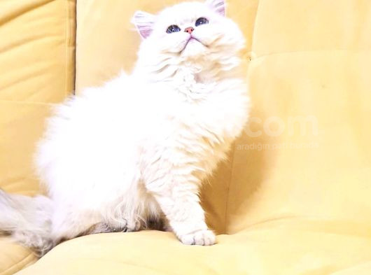 Orji̇nal Bri̇ti̇sh Longhai̇r Golden Ay Poi̇nt Yavrumuz görsel
