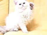 ORJİNAL BRİTİSH LONGHAİR GOLDEN AY POİNT YAVRUMUZ