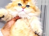 A KALİTE ORJİNAL BRİTİSH GOLDEN LONGHAİR DİŞİ YAVRUMUZ